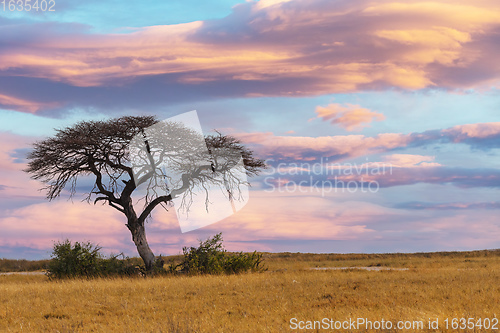 Image of African sunset over acacia tree