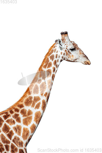 Image of Giraffe isolated on white background