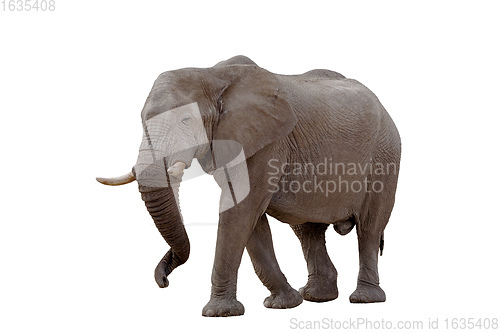 Image of African Elephant Isolated On White