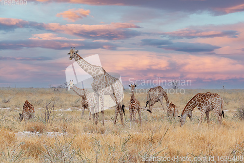 Image of adult female giraffe with calf grazing