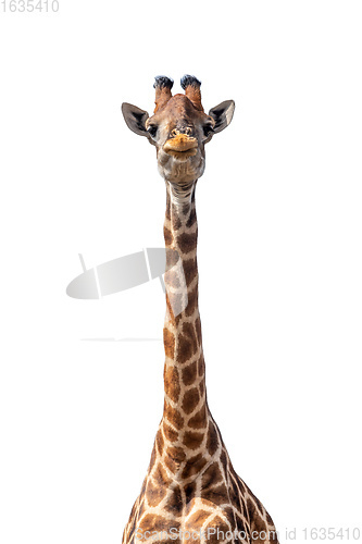 Image of Giraffe isolated on white background