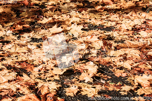 Image of Natural autumn pattern background