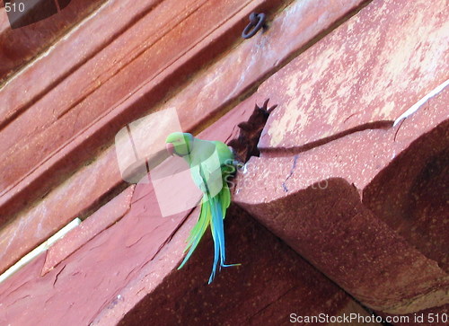 Image of The parrot on the roof. Agra. India