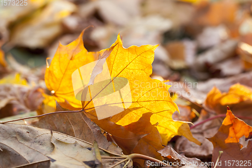 Image of autumn sun shines