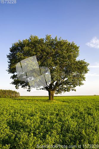 Image of oak growing in a field