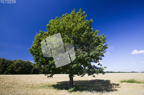 Image of lone oak