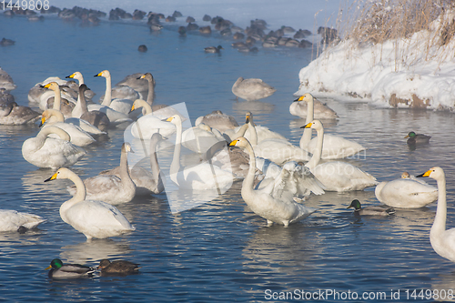 Image of Whooper swans swimming in the lake