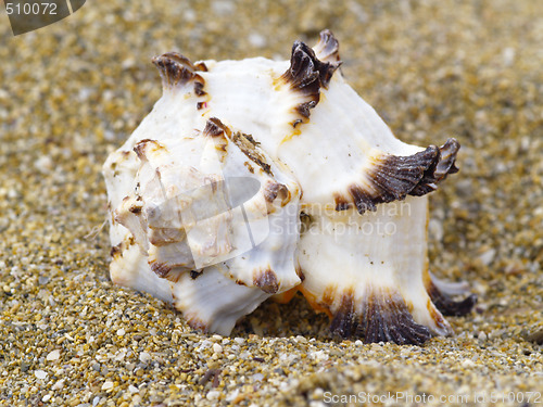 Image of snail shell