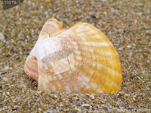 Image of common scallop