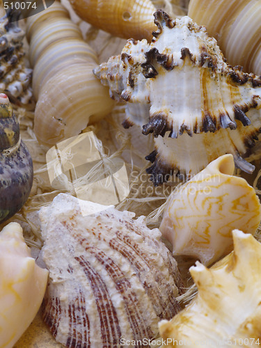 Image of Snail shells