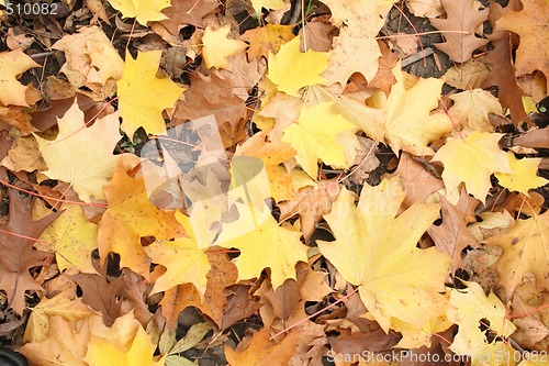 Image of autumn background