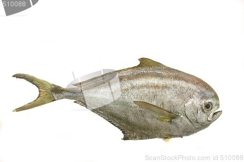 Image of exotic fish