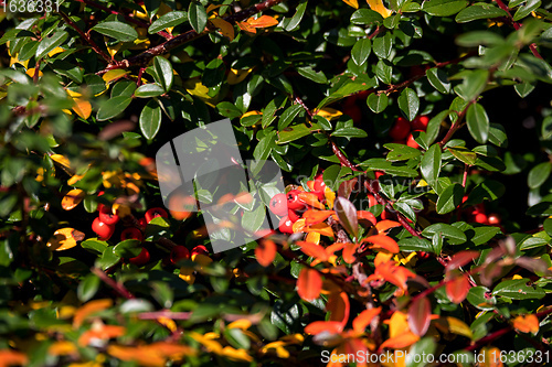 Image of autumn background with red gaultheria