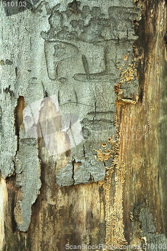 Image of bark