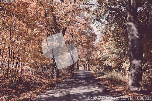 Image of fall colored trees on alley in autumn