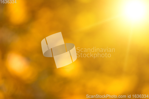 Image of autumnal natural background