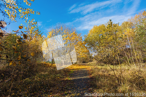 Image of Autumn in park, fall concept