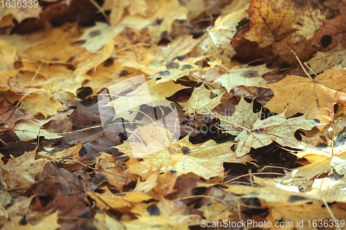 Image of Natural autumn pattern background