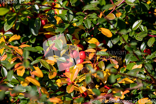 Image of autumn background with red gaultheria