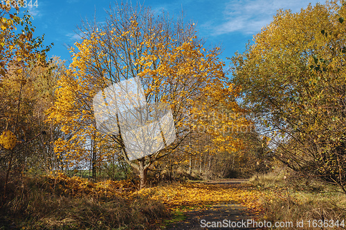 Image of Autumn in park, fall concept