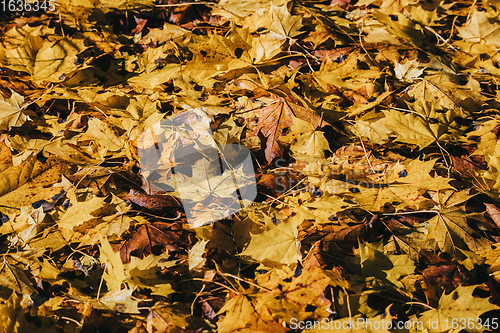 Image of Natural autumn pattern background