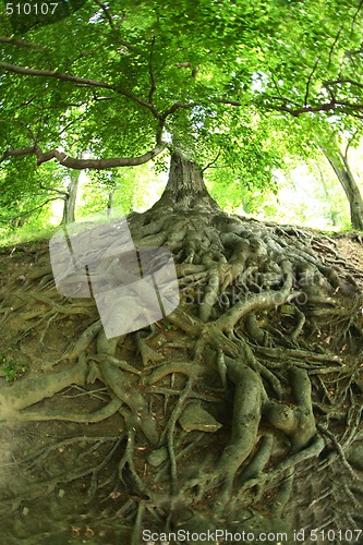 Image of old tree