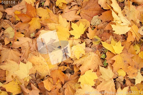 Image of autumn background