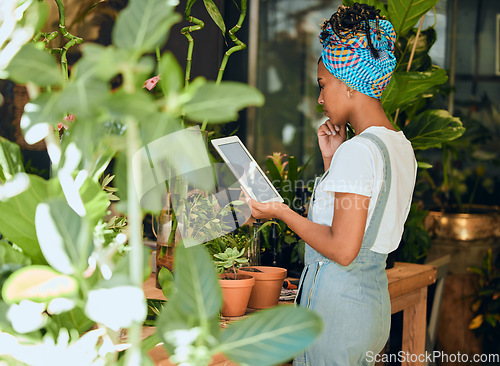 Image of Tablet, small business or black woman with plants research for agriculture development or agro management. Digital app, store manager or entrepreneur working on quality floral sustainability online