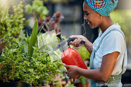 Image of Water, plants or happy black woman gardening in small business store for healthy leaf or organic flowers growth. Irrigation, agro worker or entrepreneur watering floral agriculture smiles with pride