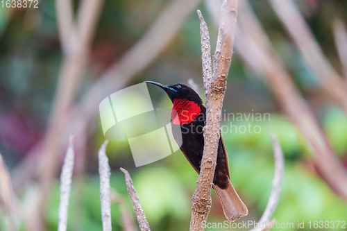 Image of Scarlet-chested sunbird, Chalcomitra senegalensis, Ethiopia