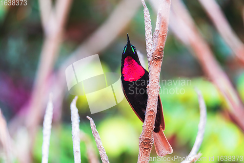 Image of Scarlet-chested sunbird, Chalcomitra senegalensis, Ethiopia