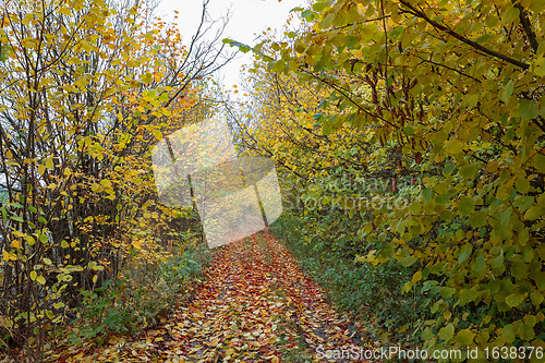 Image of fall colored trees on alley in autumn