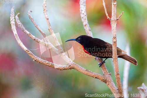 Image of Scarlet-chested sunbird, Chalcomitra senegalensis, Ethiopia