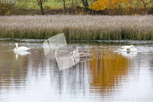 Image of The cool autumn morning at the pond