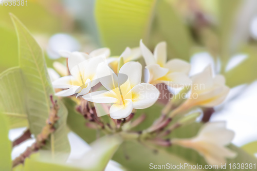 Image of white plumeria flower in nature garden
