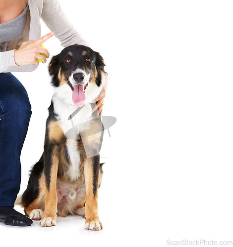 Image of Woman, dog and learning with tennis ball in studio for training, mockup and focus by white background. Trainer talk, dog and pet education with teaching, love and care while isolated for listening