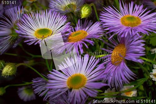 Image of Wild flowers