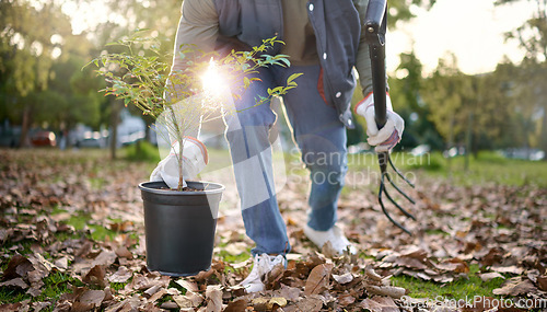 Image of Agriculture, plant and agro person gardening in a park or field with a pitchfork and equipment. Eco friendly, environmental and gardener planting organic greenery in sustainable garden in countryside