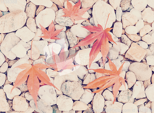 Image of Autumn Leaves over pebbles background