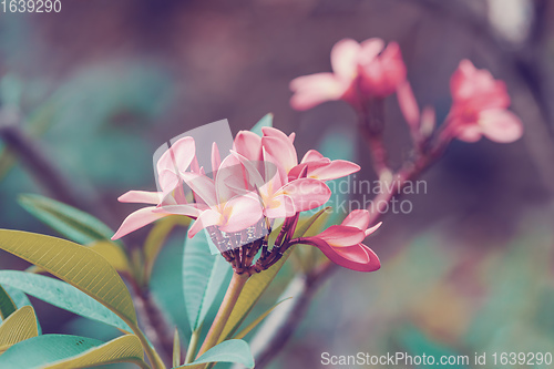 Image of pink flowers Frangipani, Plumeria Madagascar