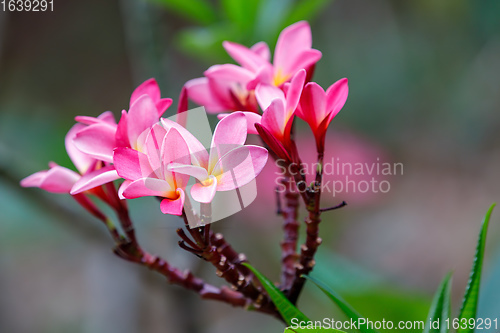 Image of pink flowers Frangipani, Plumeria Madagascar