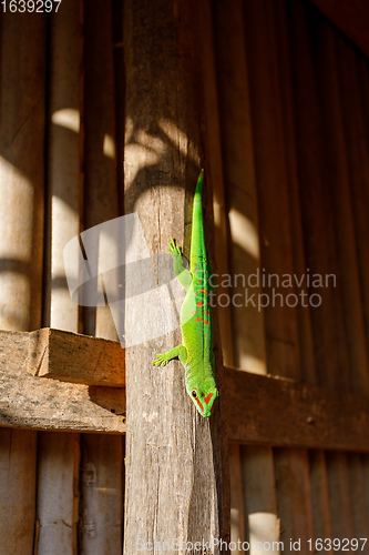 Image of Phelsuma madagascariensis is a species of day gecko Madagascar