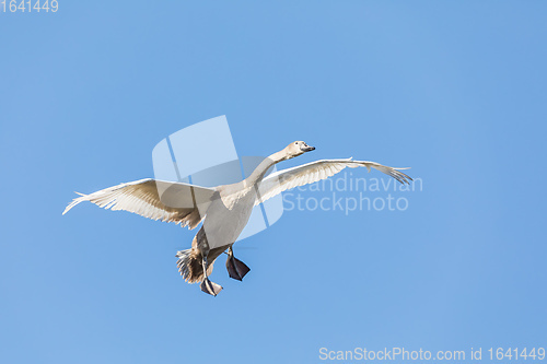 Image of young Mute Swan, Cygnus Olor, In Flight