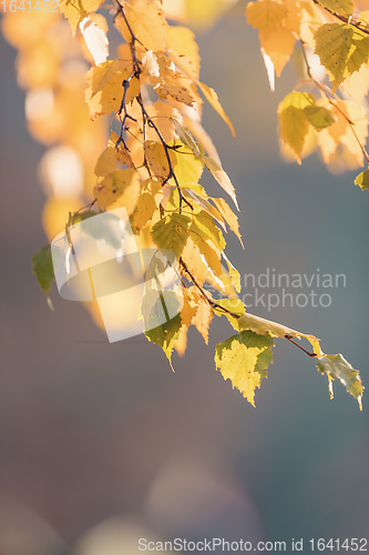 Image of beautiful autumn yellow birch leaves