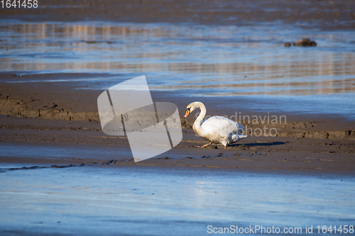 Image of Dirty White Swan on Muddy empty pond