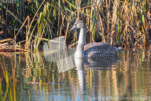 Image of young mute swan morning at the pond