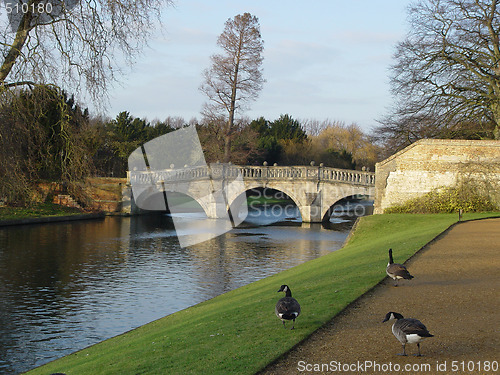 Image of Greylags walk