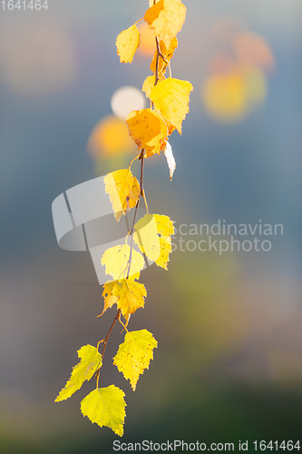 Image of beautiful autumn yellow birch leaves