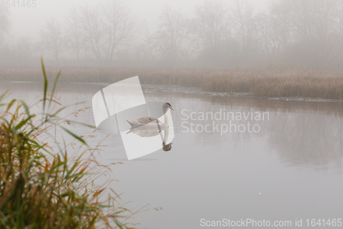 Image of young mute swan morning at the pond