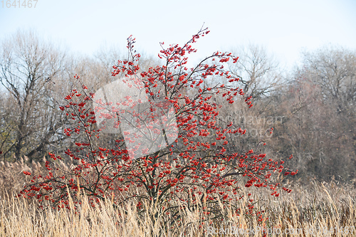 Image of Autumn Foliage and Red Berries on rowan tree
